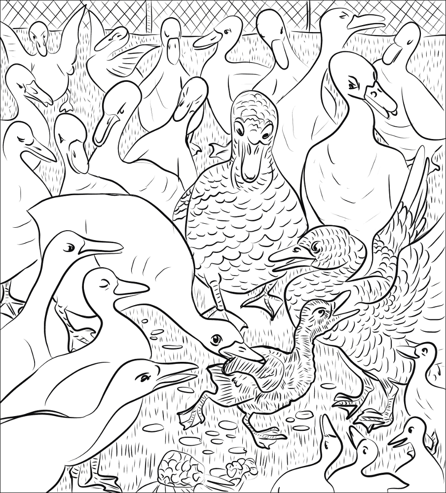 Desenho de Patos para colorir e imprimir: número 8