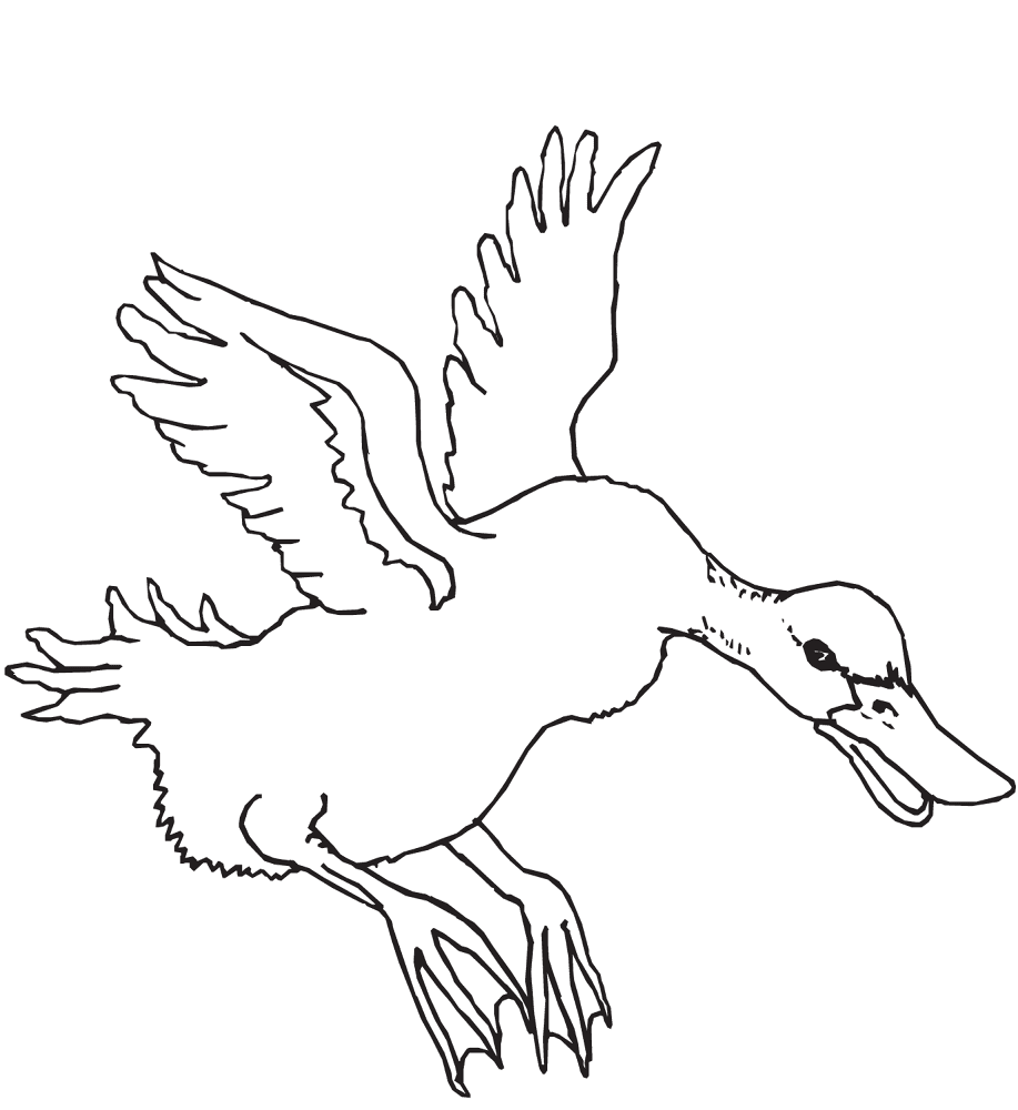 Desenho de Patos para colorir e imprimir: número 17