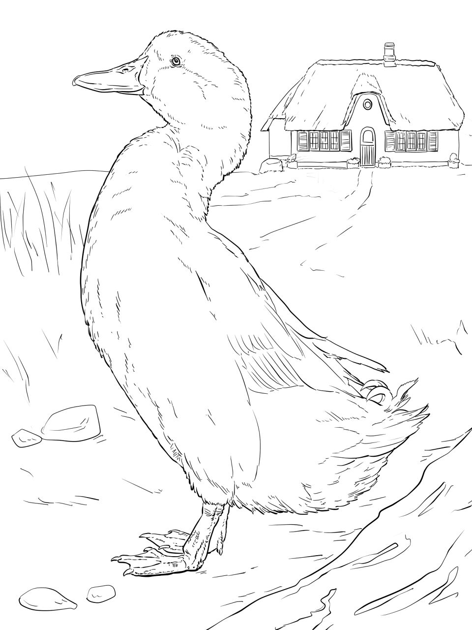 Desenho de Patos para colorir e imprimir: número 33