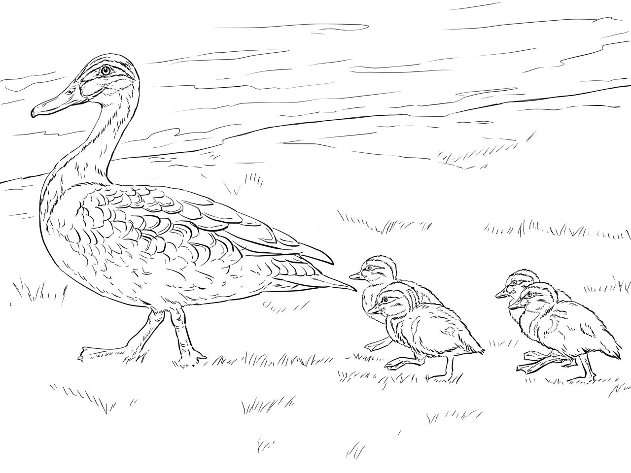 Desenho de Patos para colorir e imprimir: número 36