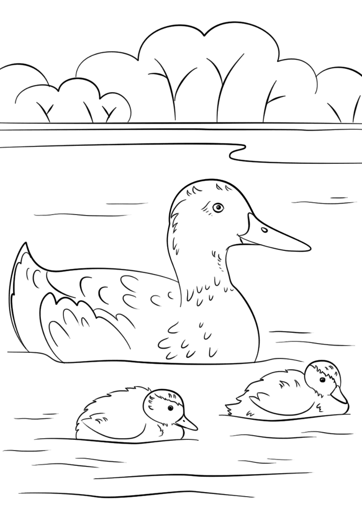 Desenho de Patos para colorir e imprimir: número 41