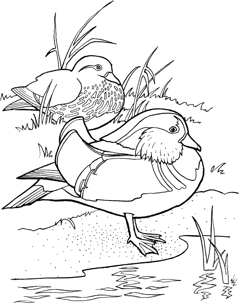 Desenho de Patos para colorir e imprimir: número 44