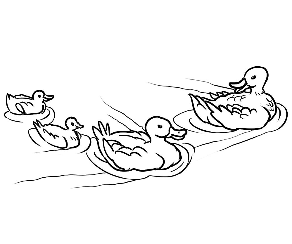 Desenho de Patos para colorir e imprimir: número 45