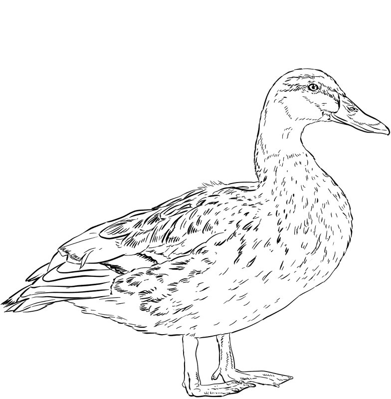 Desenho de Patos para colorir e imprimir: número 47