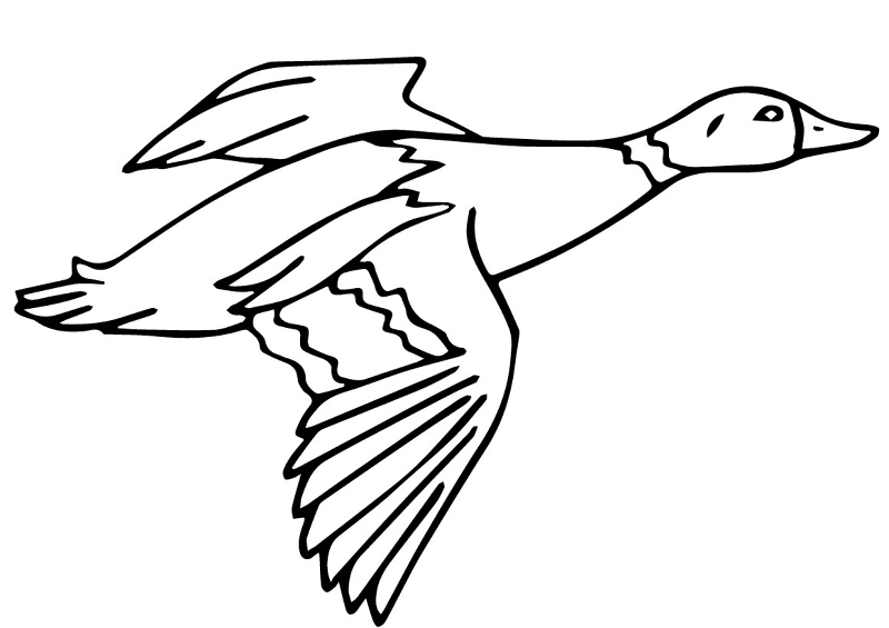 Desenho de Patos para colorir