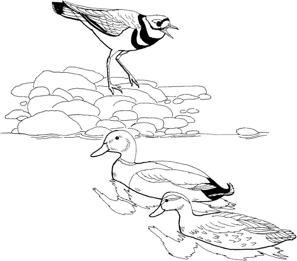 Desenho de Patos para colorir