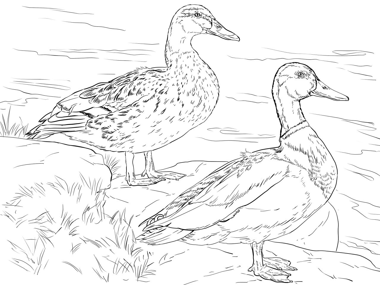 Desenho de Patos para colorir