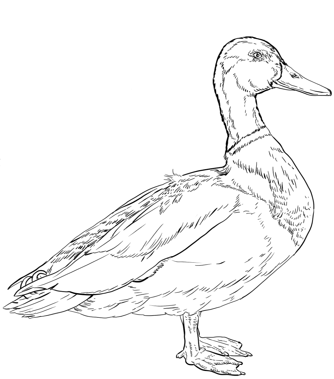 Desenho de Patos para colorir
