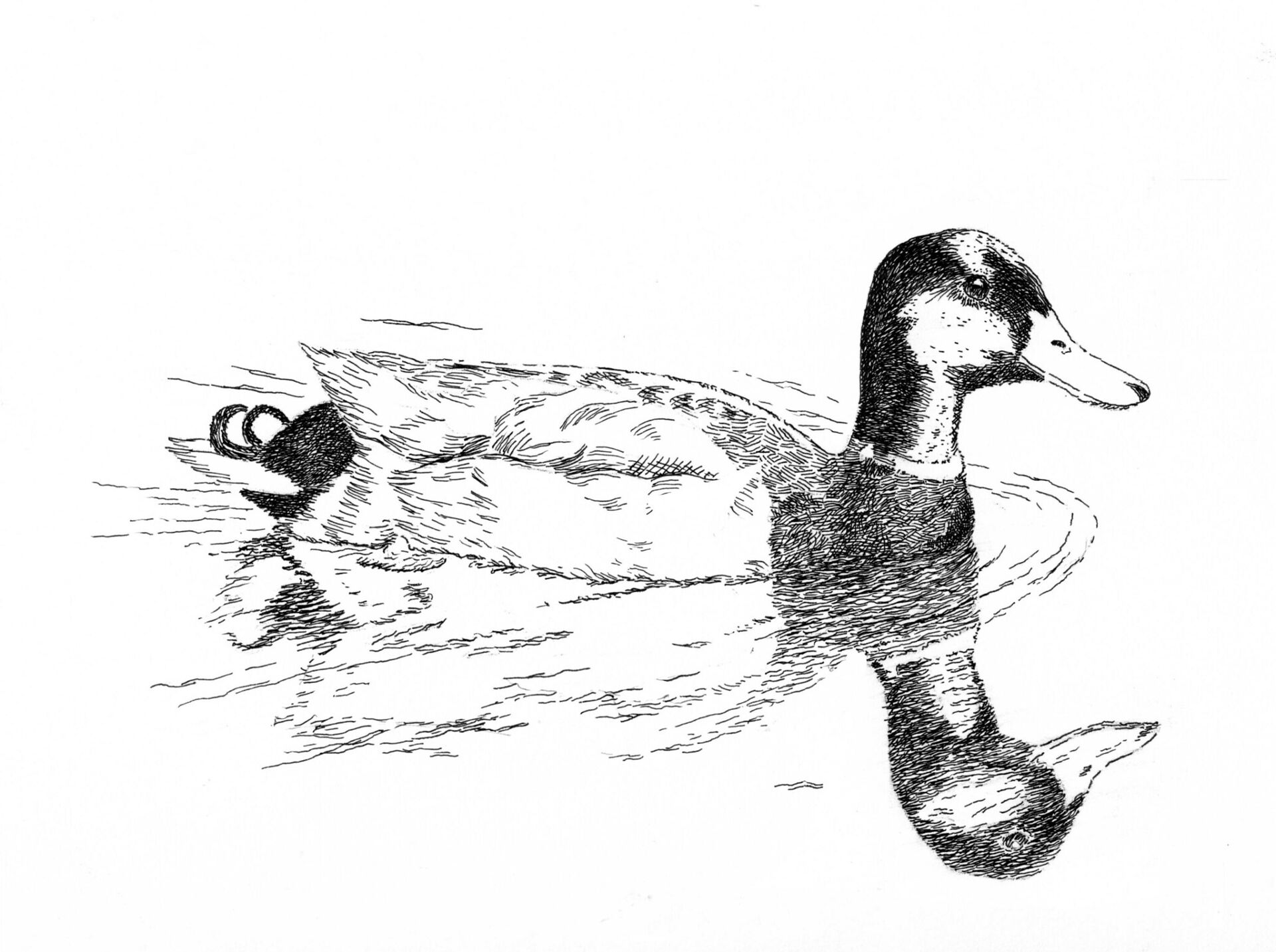 Desenho de Patos para colorir