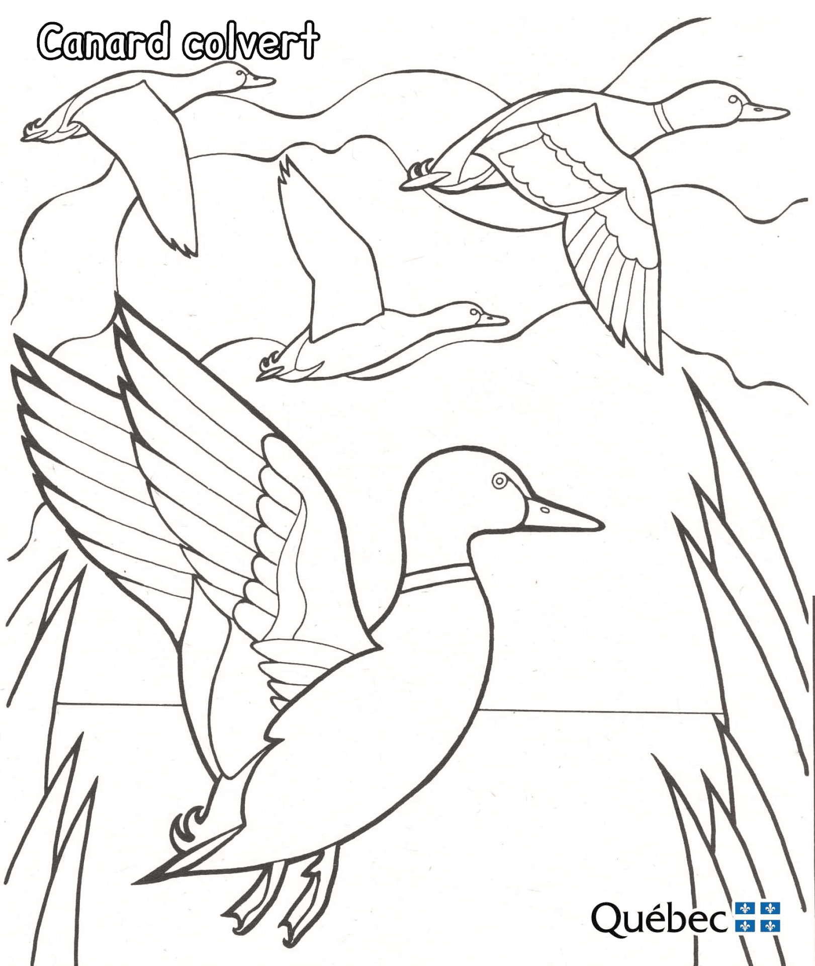 Desenho de Patos para colorir