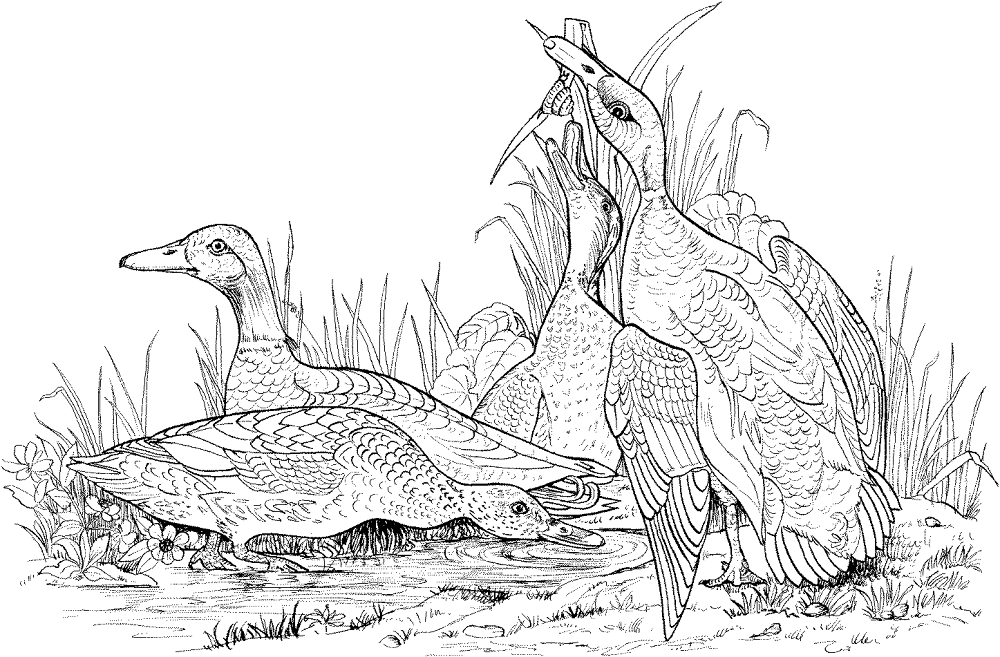 Desenho de Patos para colorir
