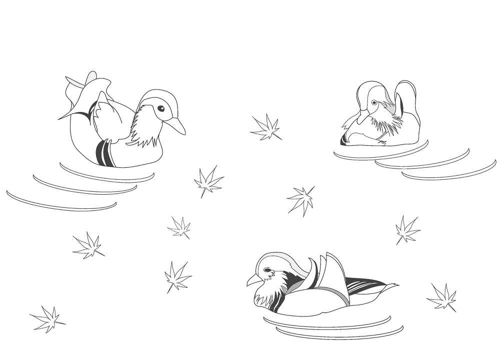 Desenho de Patos para colorir