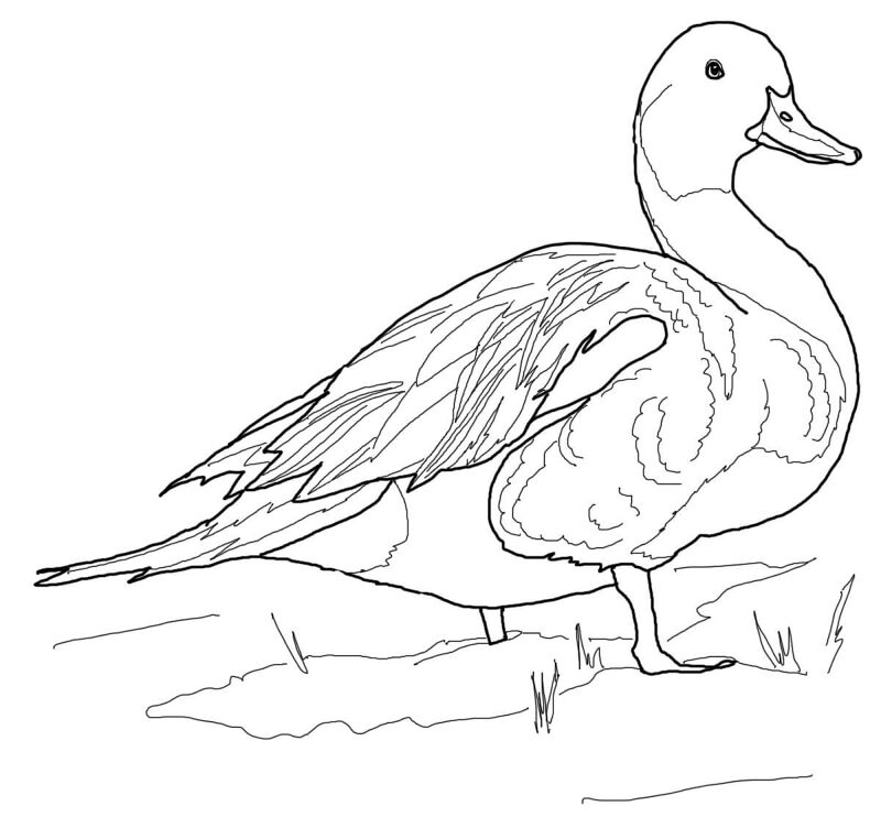 Desenho de Patos para colorir