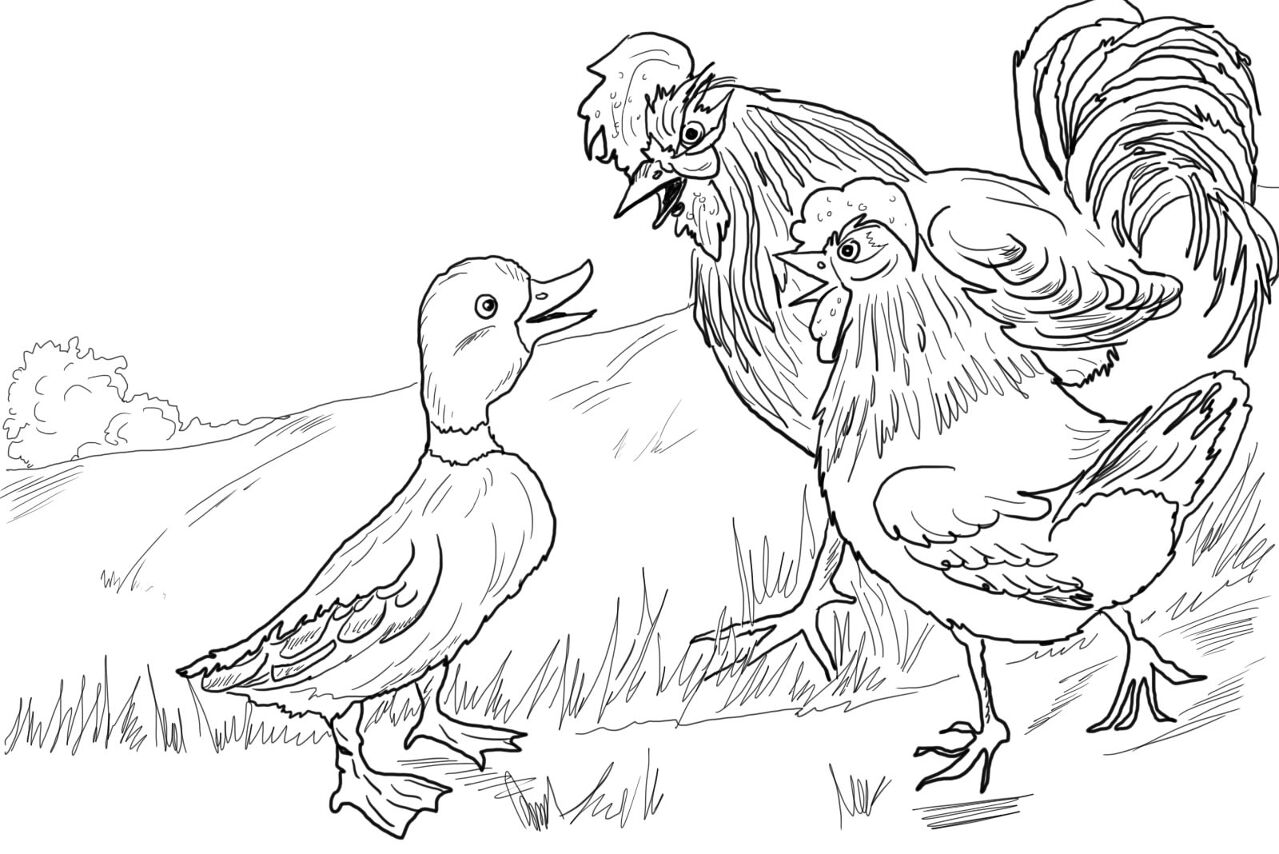 Desenho de Patos para colorir
