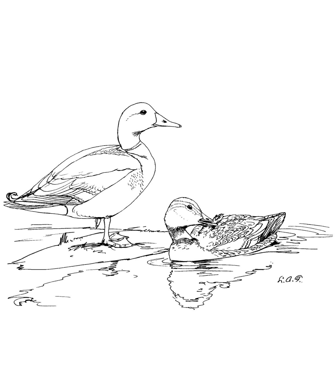 Desenho de Patos para colorir