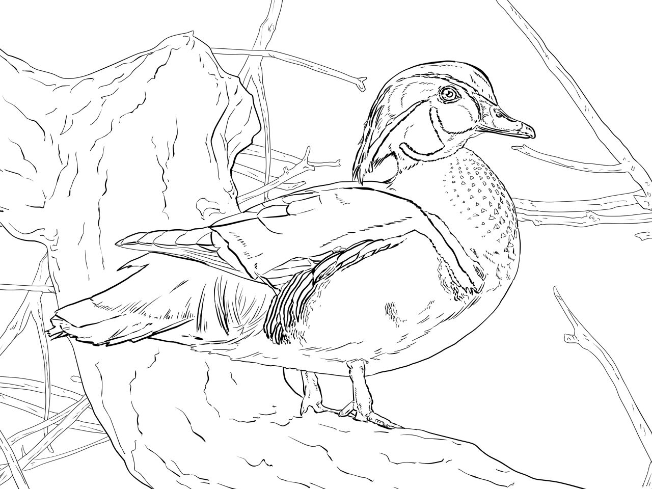 Desenho de Patos para colorir