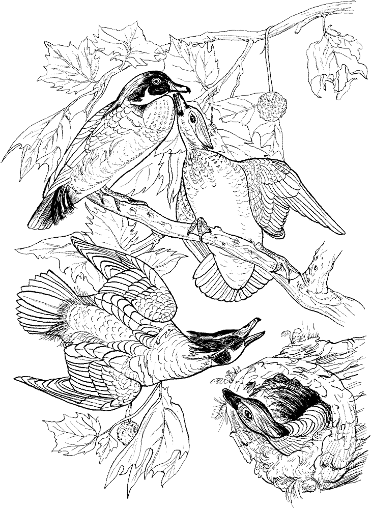 Desenho de Patos para colorir