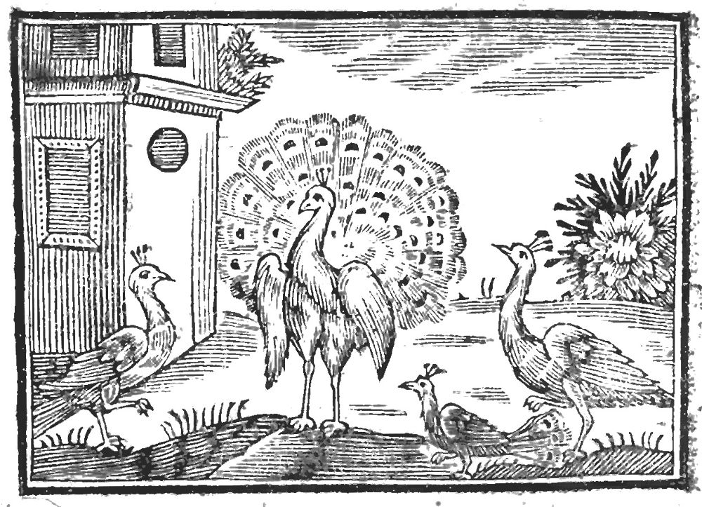 Desenho de Pavões para colorir e imprimir: número 1