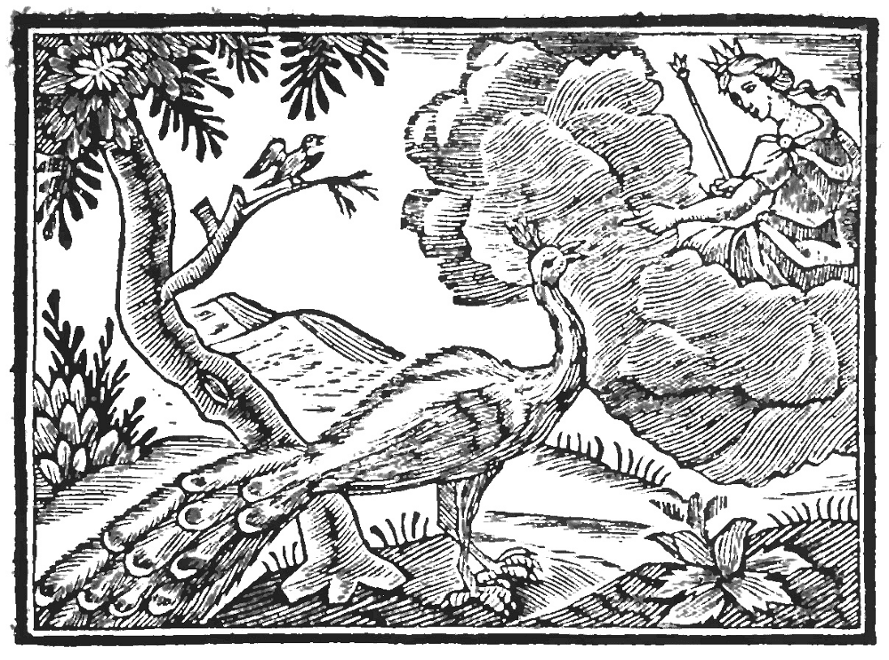 Desenho de Pavões para colorir e imprimir: número 5