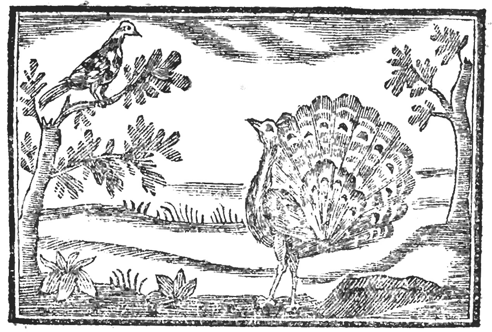Desenho de Pavões para colorir e imprimir: número 18