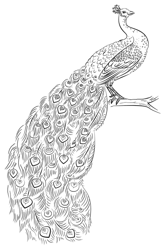 Desenho de Pavões para colorir e imprimir: número 22