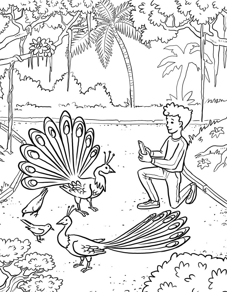 Desenho de Pavões para colorir e imprimir: número 26