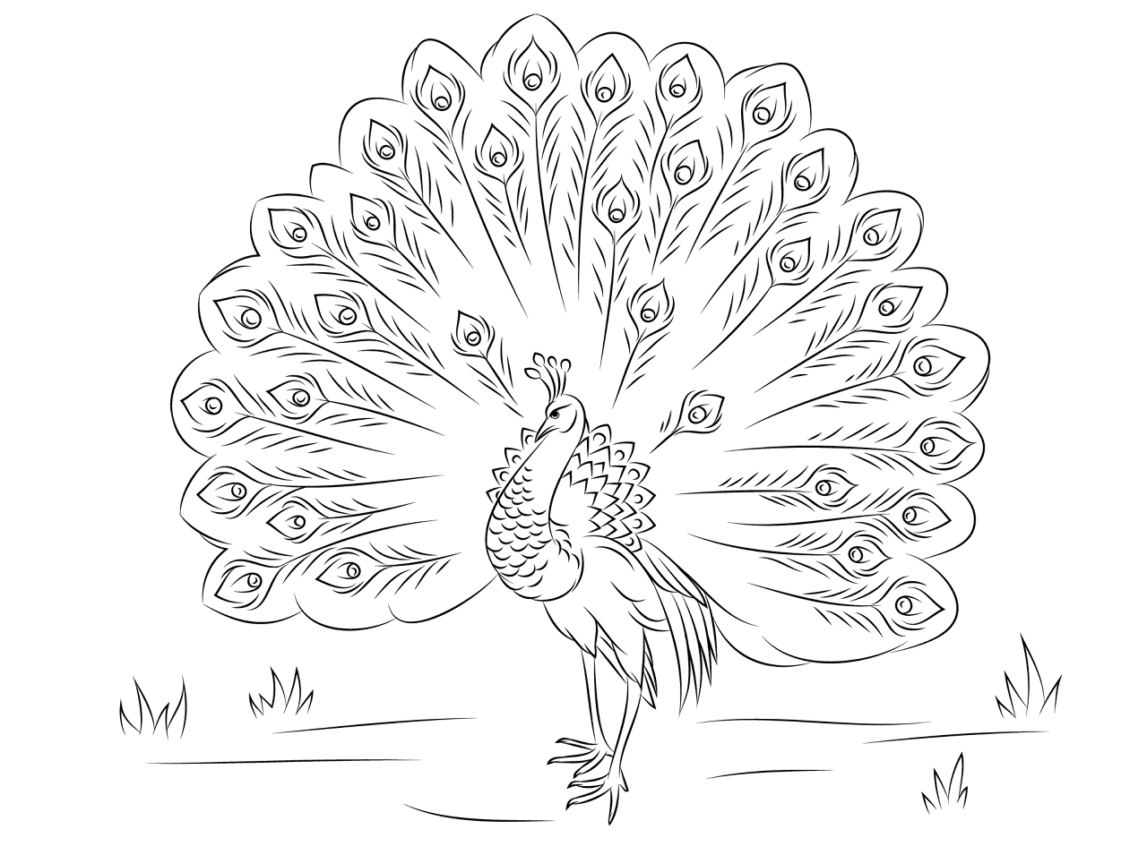 Desenho de Pavões para colorir e imprimir: número 31