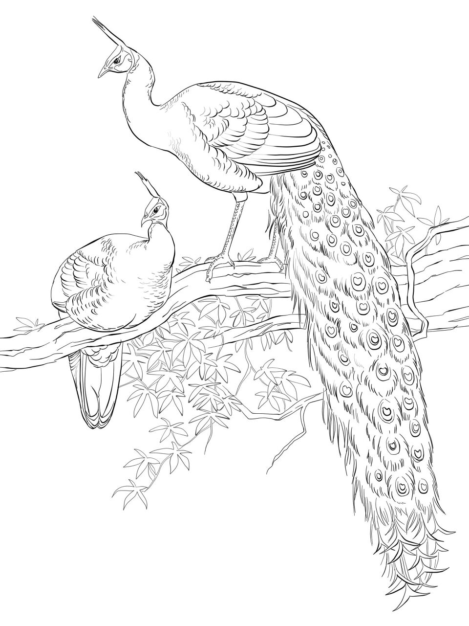 Desenho de Pavões para colorir e imprimir: número 43