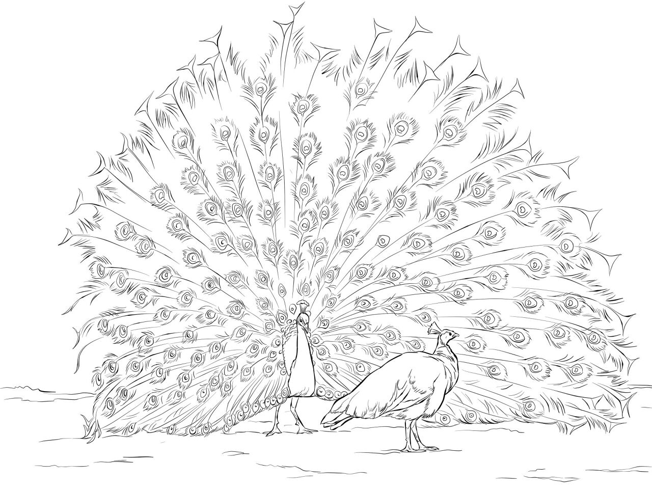 Desenho de Pavões para colorir e imprimir: número 44