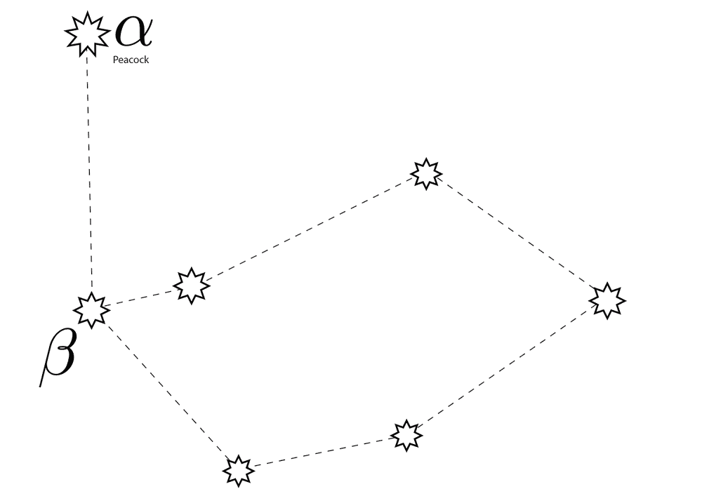 Desenho de Pavões para colorir e imprimir: número 47