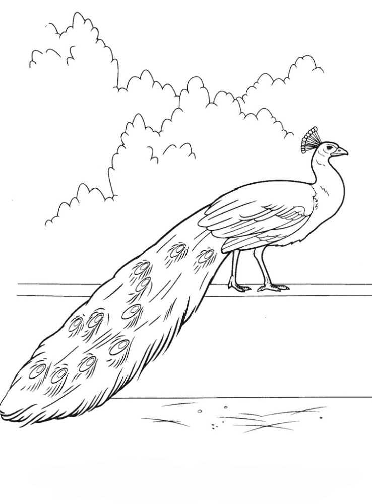 Desenho de Pavões para colorir