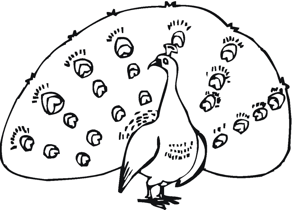Desenho de Pavões para colorir