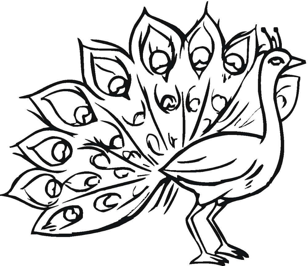 Desenho de Pavões para colorir