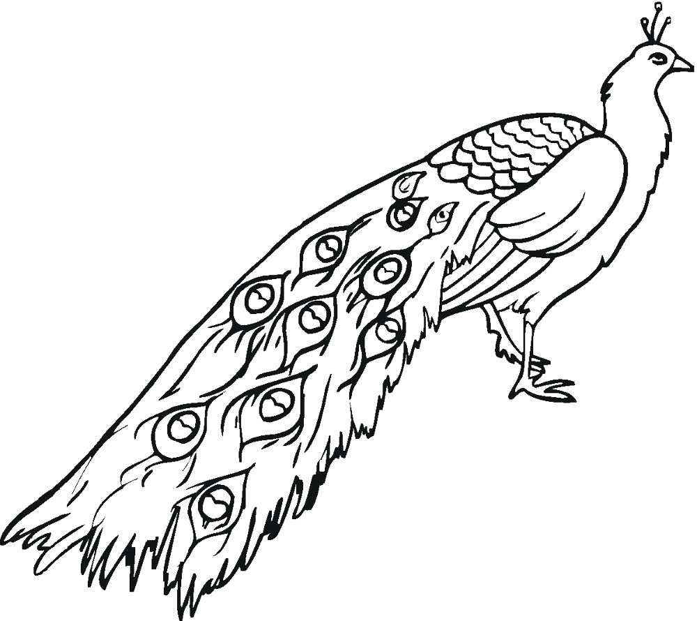 Desenho de Pavões para colorir