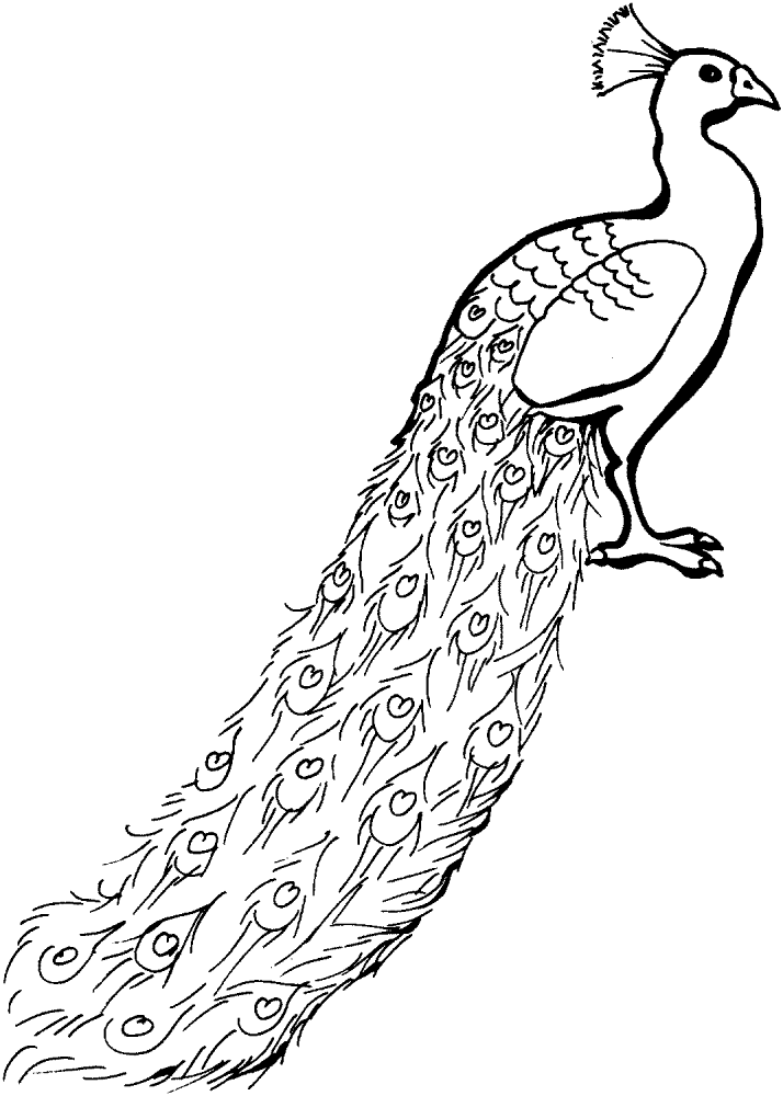 Desenho de Pavões para colorir