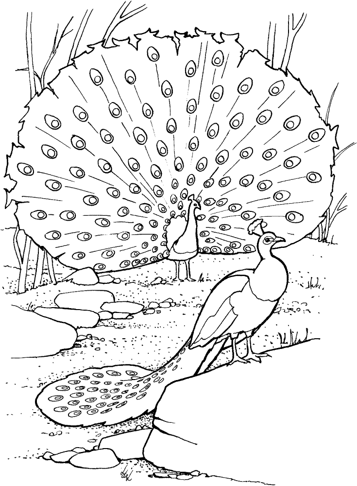 Desenho de Pavões para colorir