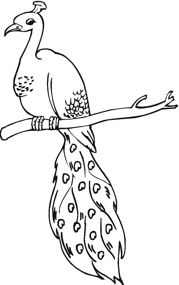 Desenho de Pavões para colorir