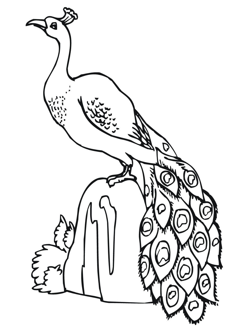 Desenho de Pavões para colorir