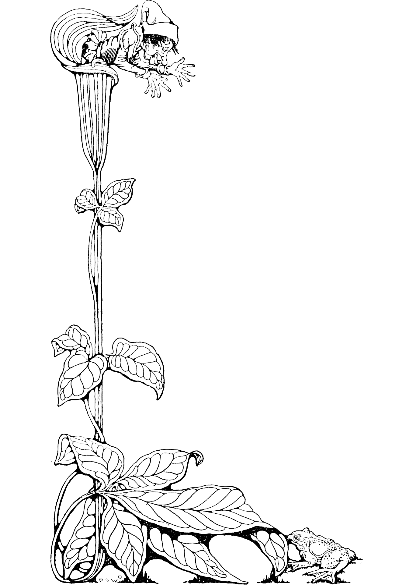 Desenho de Pavões para colorir