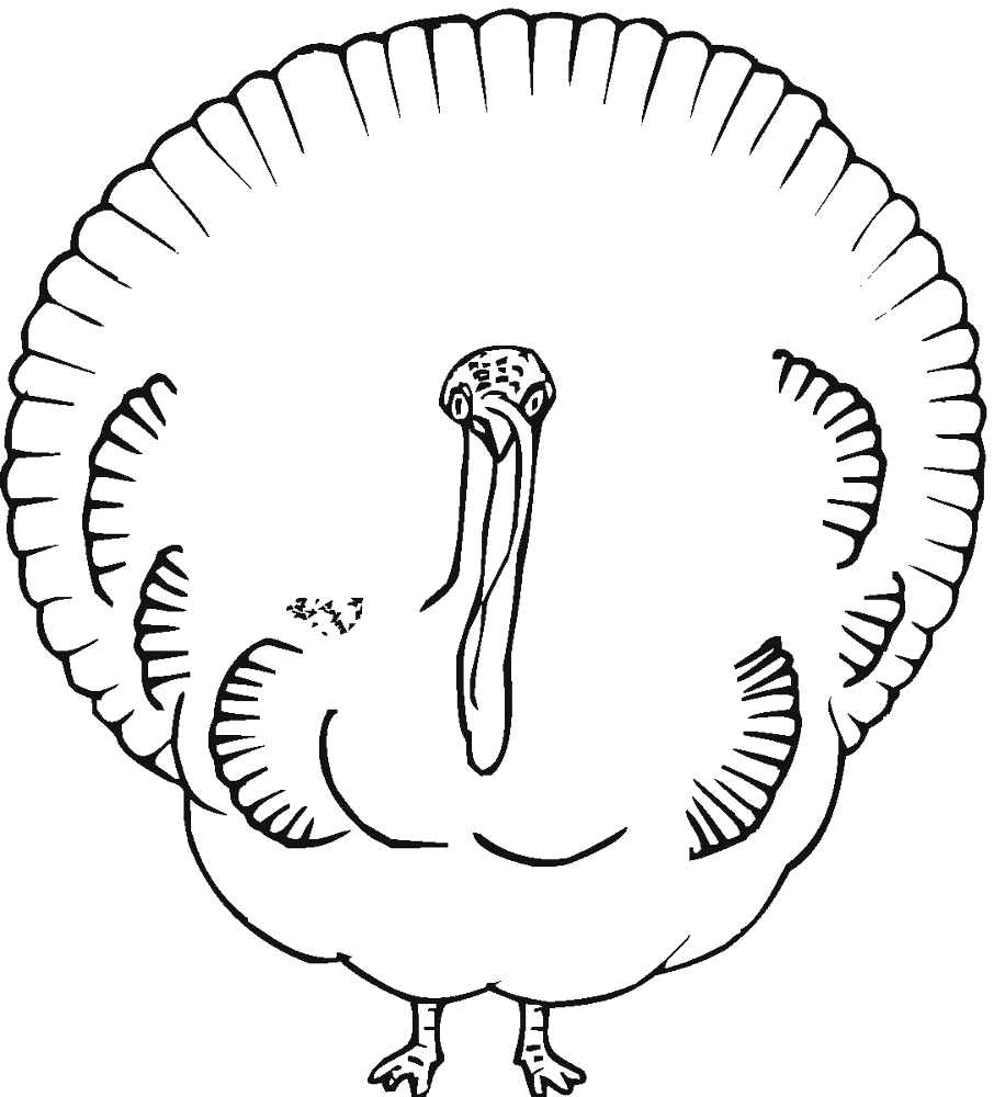 Desenho de Pavões para colorir