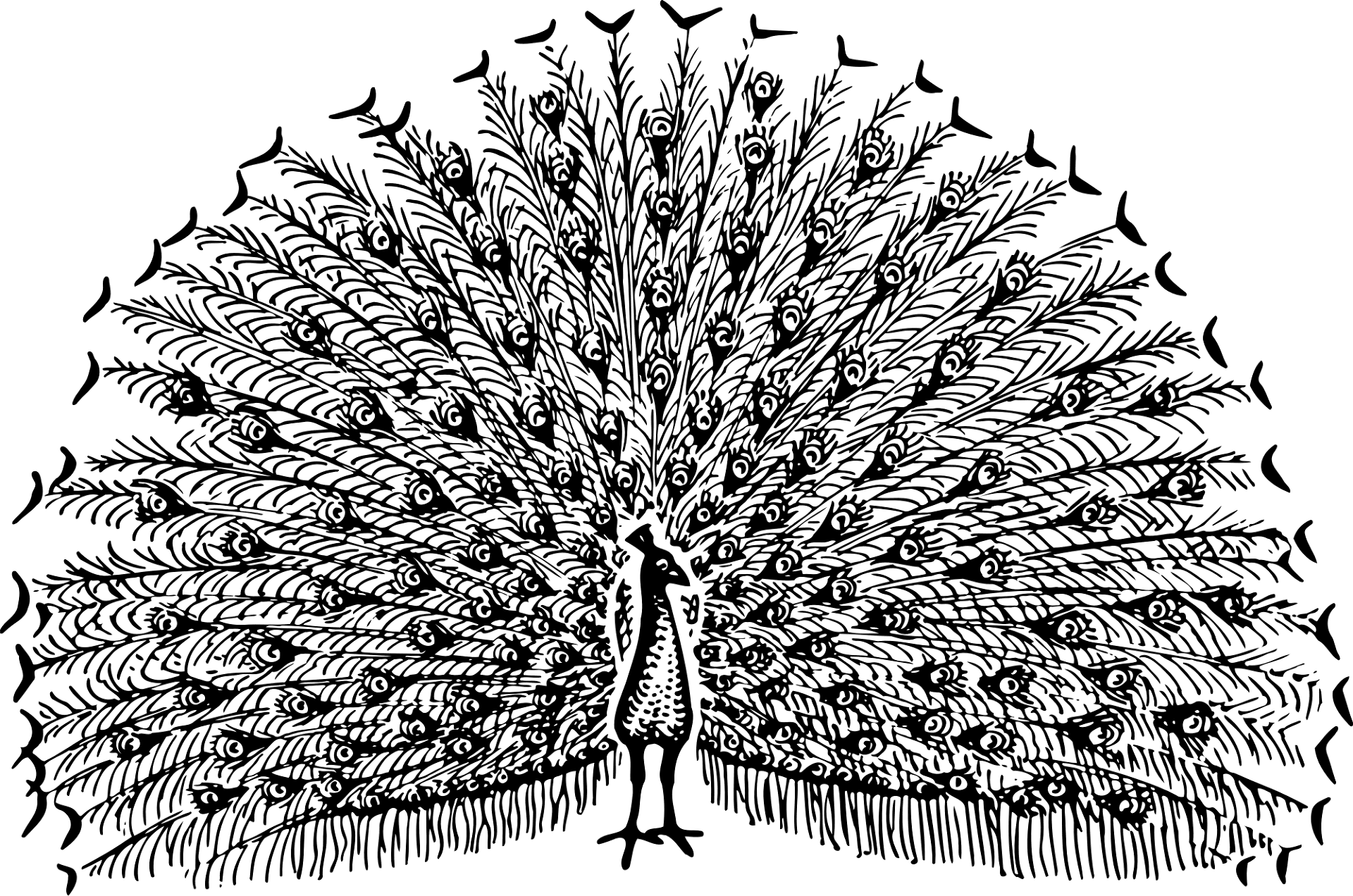 Desenho de Pavões para colorir