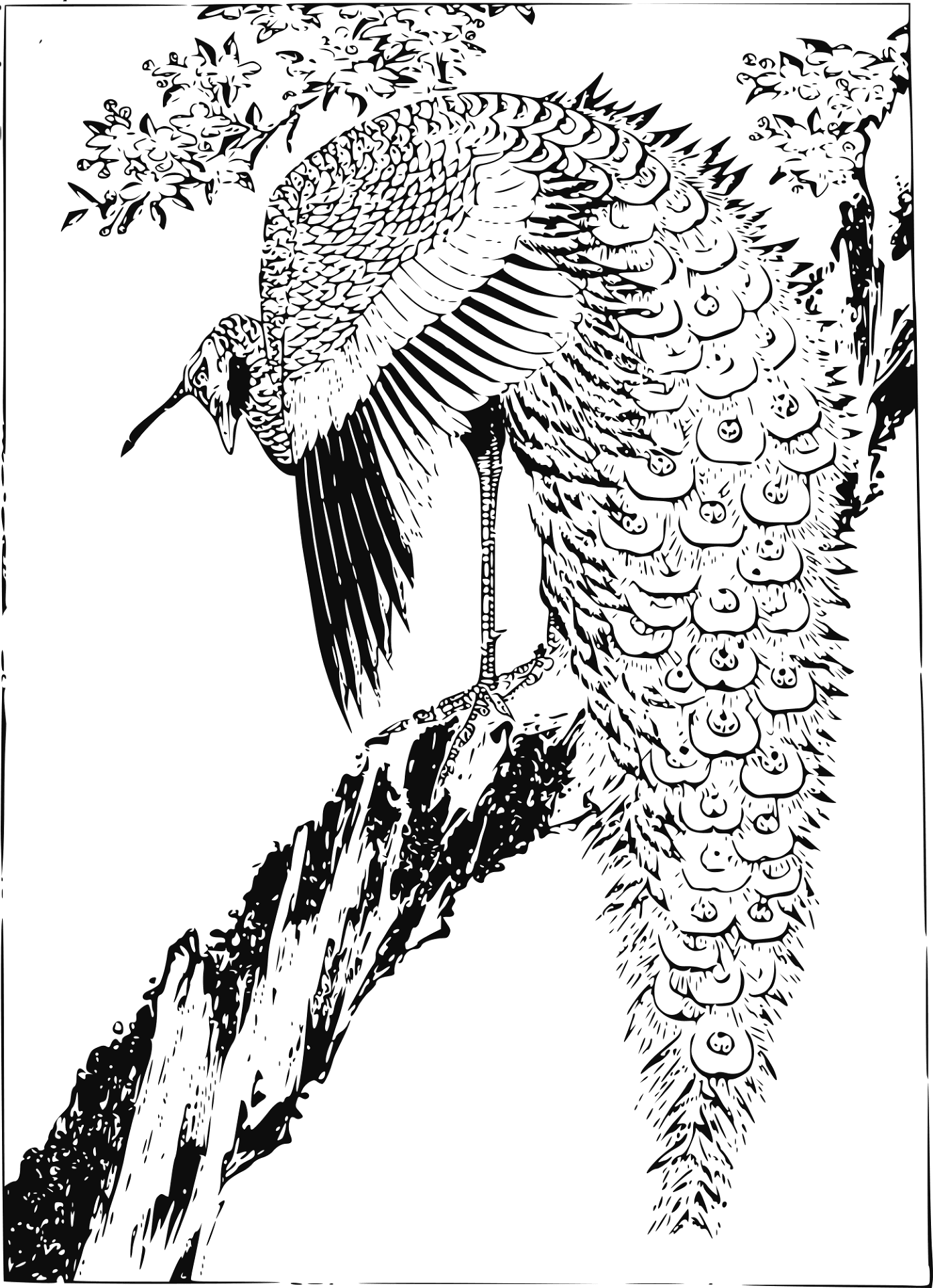 Desenho de Pavões para colorir