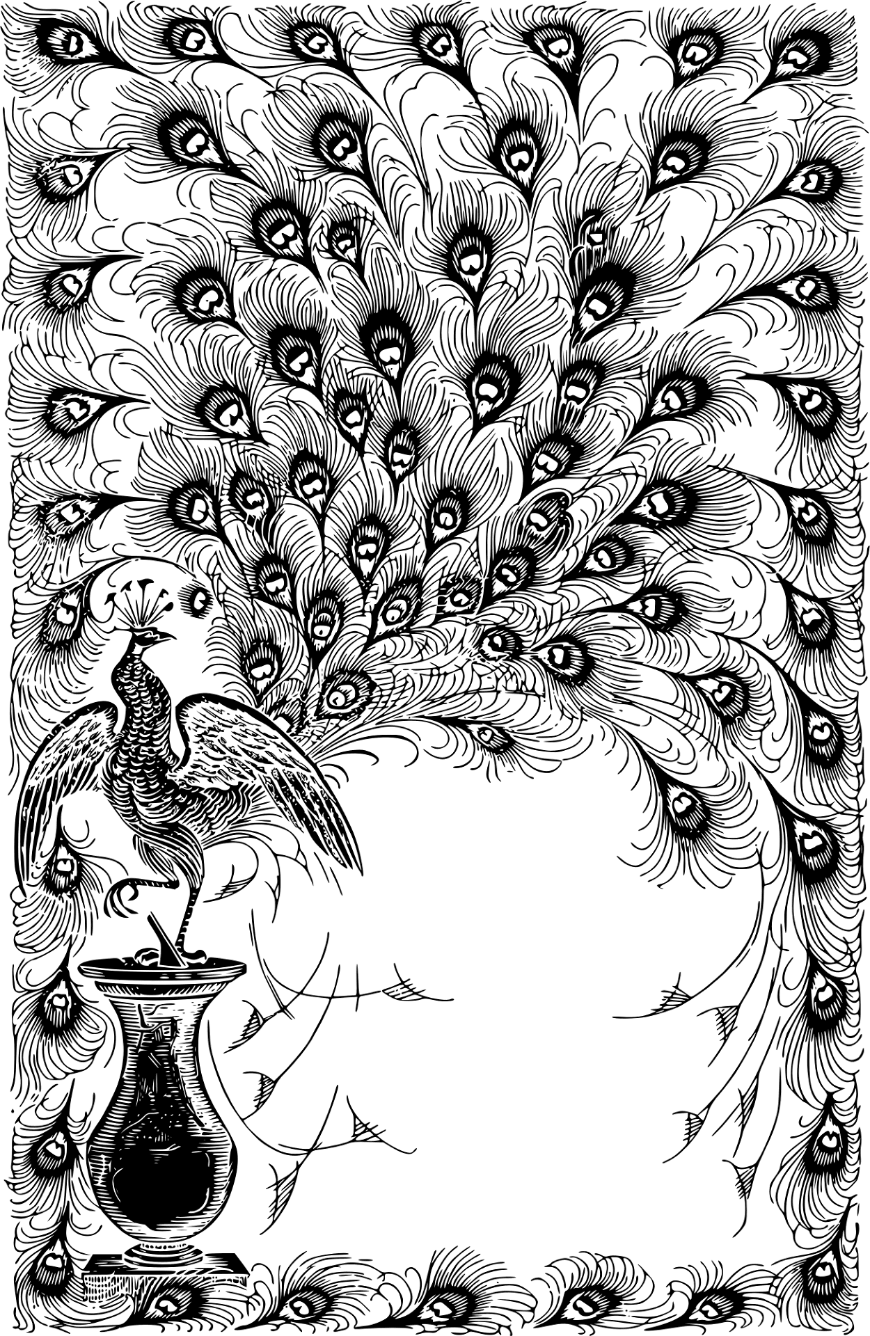 Desenho de Pavões para colorir
