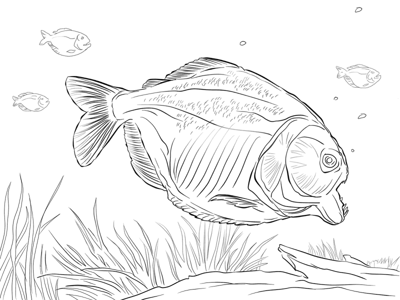 Desenho de Peixes para colorir e imprimir: número 6