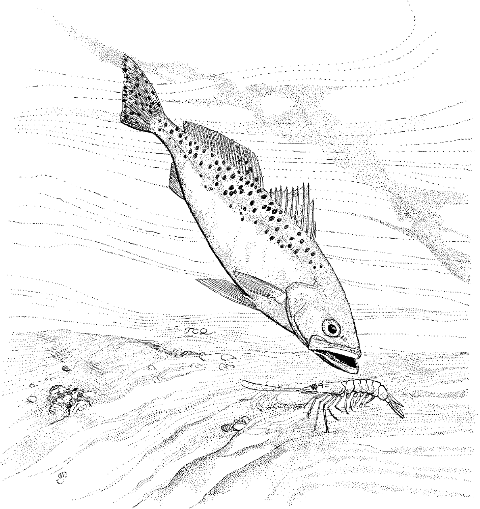 Desenho de Peixes para colorir e imprimir: número 11