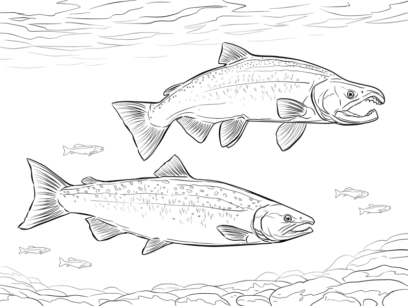 Desenho de Peixes para colorir e imprimir: número 15