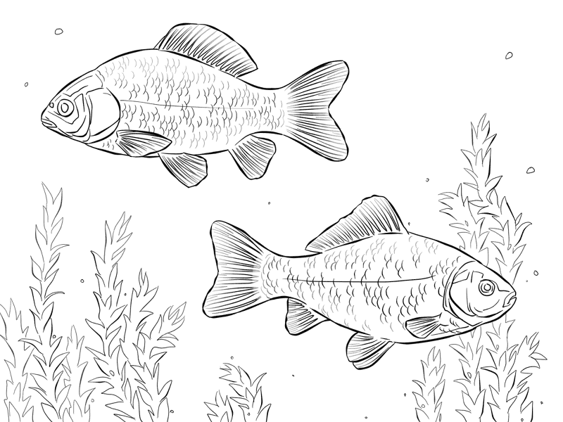 Desenho de Peixes para colorir e imprimir: número 16