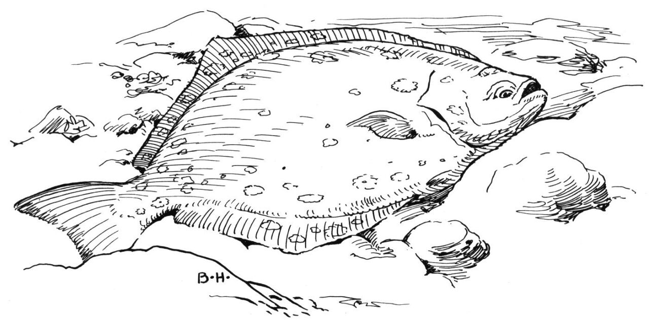 Desenho de Peixes para colorir e imprimir: número 26