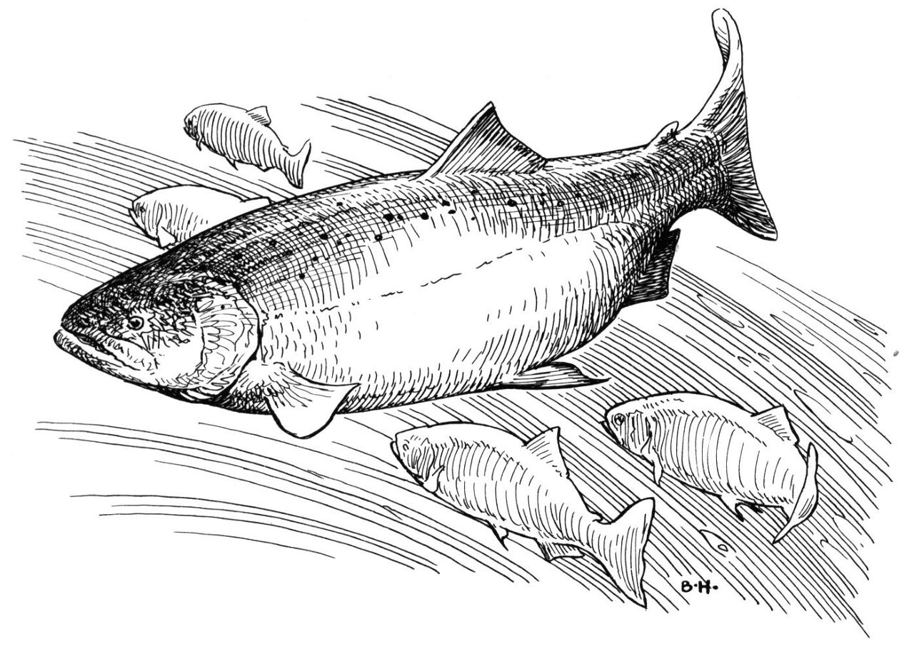 Desenho de Peixes para colorir e imprimir: número 28