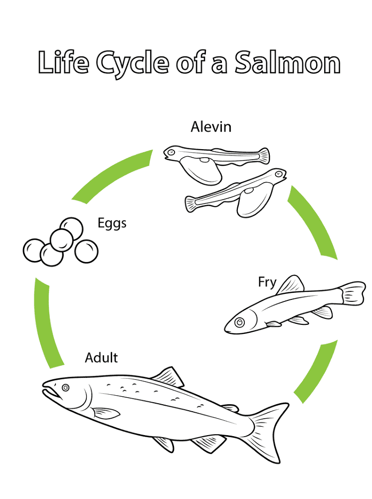 Desenho de Peixes para colorir e imprimir: número 33